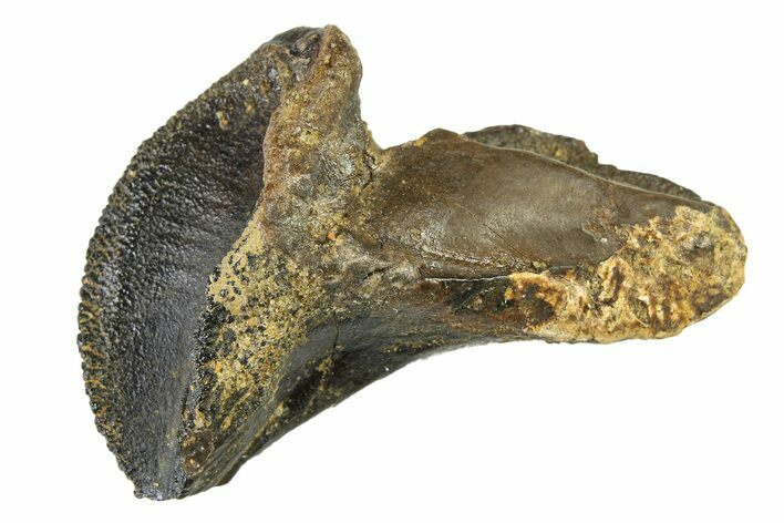 Rooted Dinosaur (Triceratops) Tooth - Montana #338647